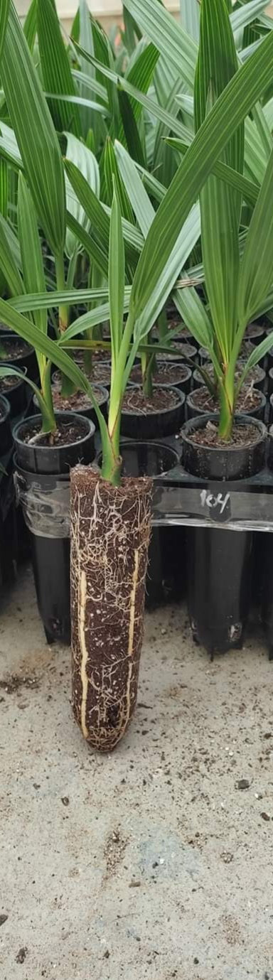 Tissue Culture Basket Size 5 x 18